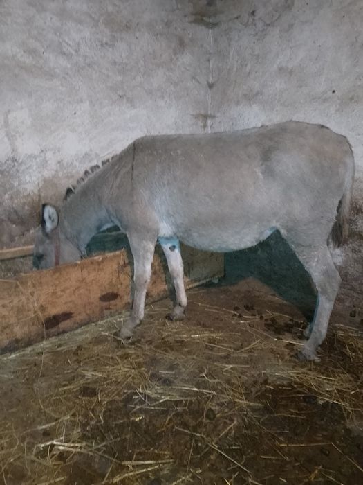 Vând sau schimb Măgăriță gestantă