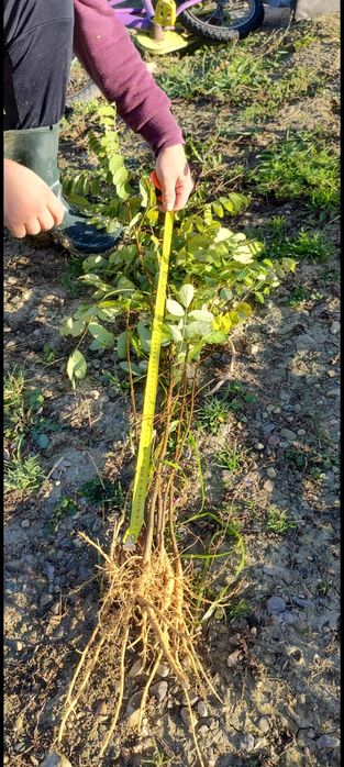 Puieti forestieri salcâm frasin carpen fag mesteacăn tei brad Ulm