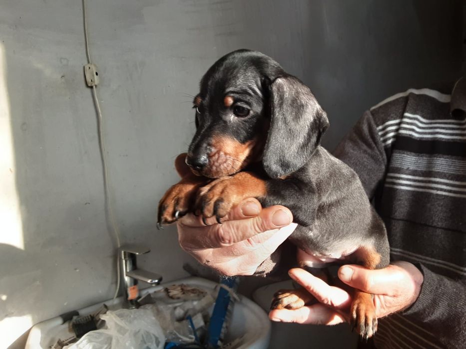 Щенки стандартной таксы,продам