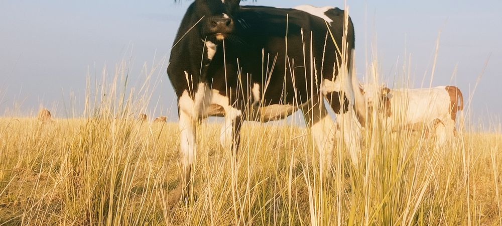 Продам коров по 350