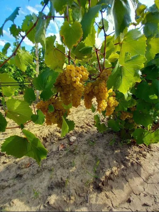 Vand struguri de vin 2025