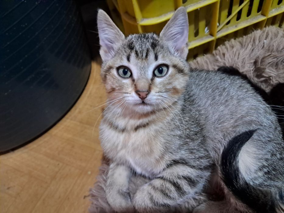Dau spre adopție pisicuțe