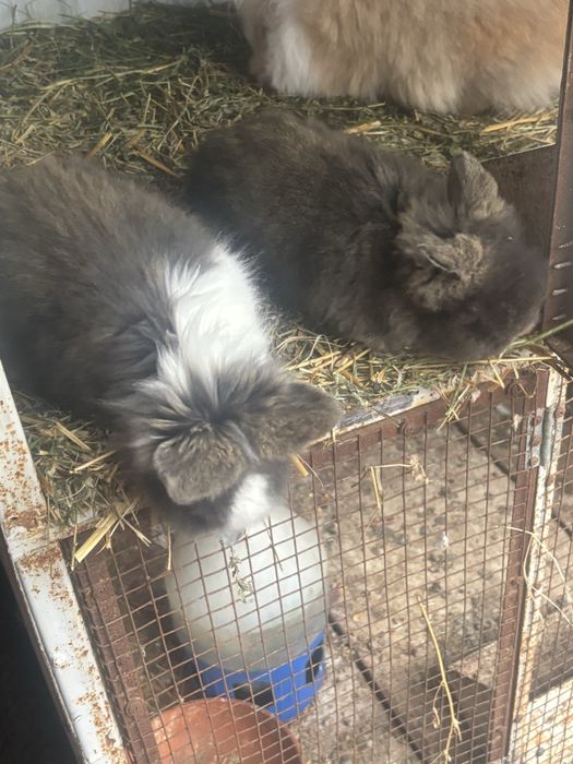 De vanzare iepurii cap de leu