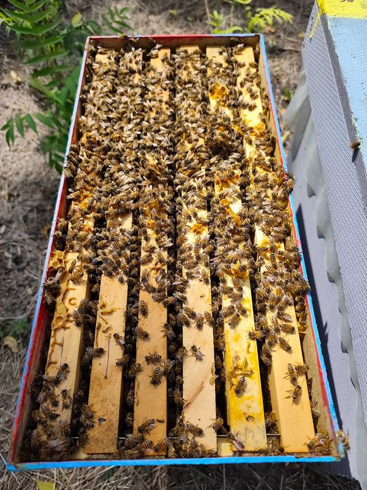 Пчелни семейства - Лангстрот Рут(Многокорпусни)