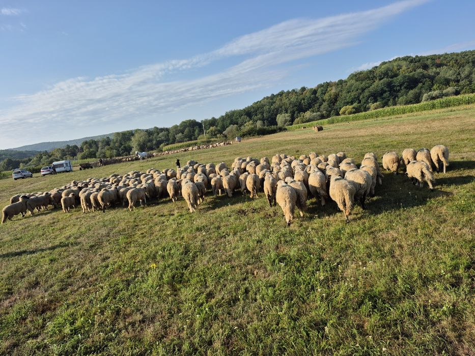 de vanzare oi si miei
