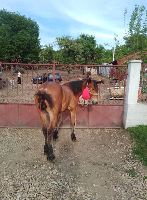Vând sau schimb mânz de un an 1 50 la greabă