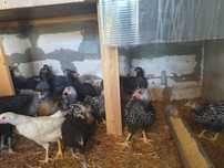 Vand pui mix intre australorp si wiandotte