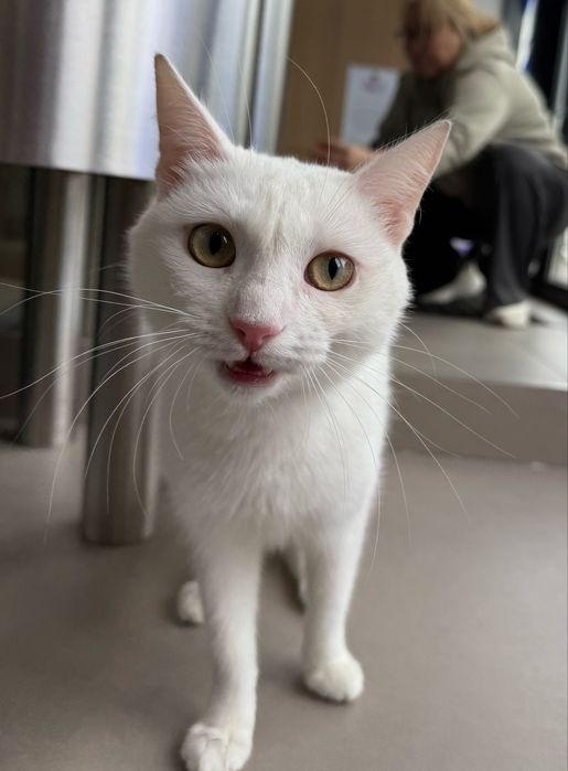 Отдам молодую кошечку. Стерилизована