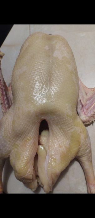 Гуси.          ,