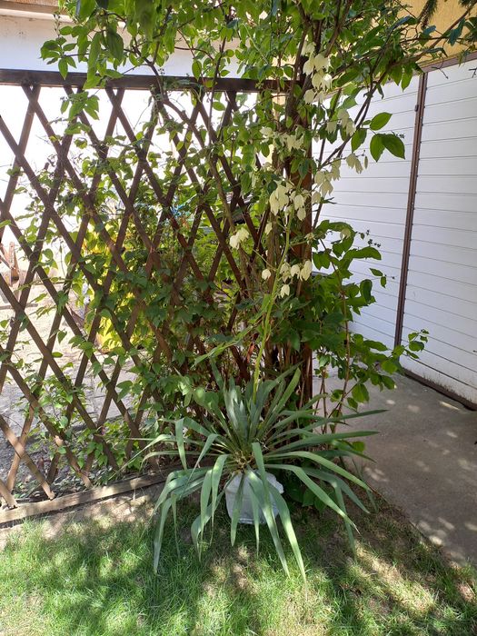 Yucca de grădină cu flori mari