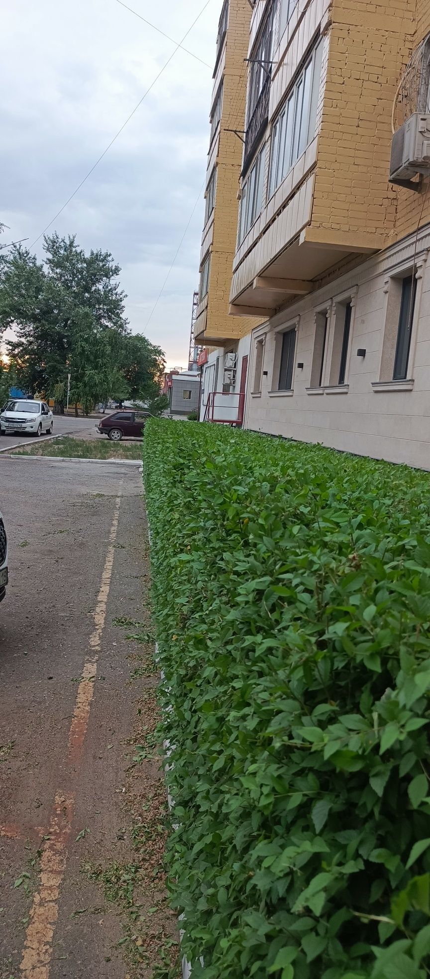 Удаление,покос сорняков бензотриммером,стрижка кустарников,деревьев,