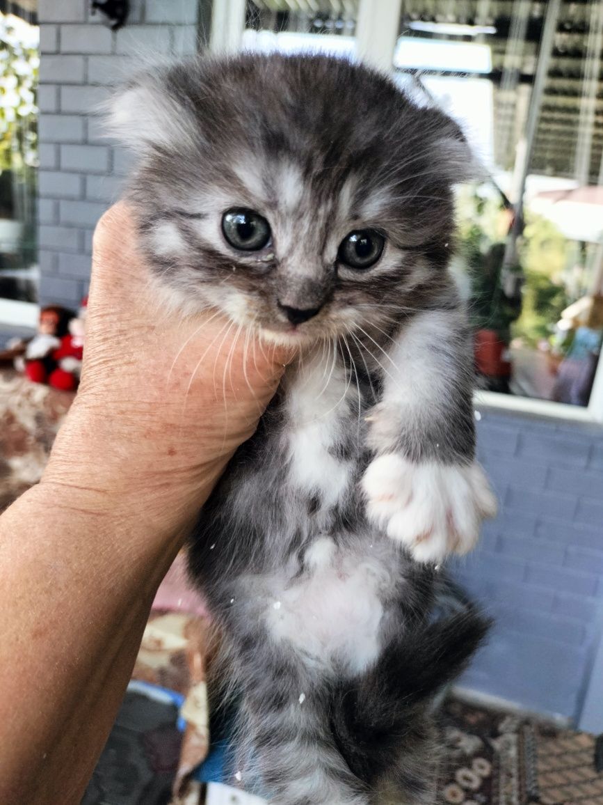 Продам красивых шотландских котят.Есть девочки и мальчики,