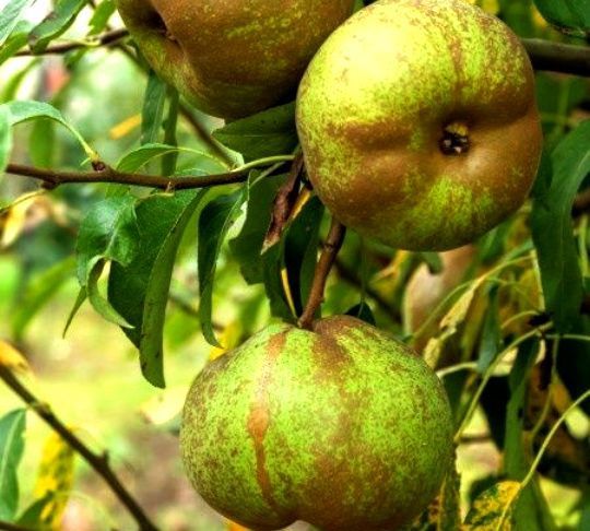 Par (Soiul Oliver De Serres )