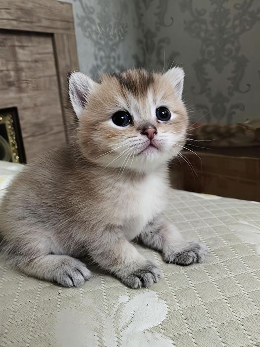 Продаются котята