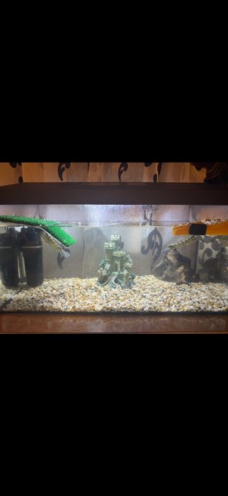 Vand broaste testoase si cu acvariu complet utilat