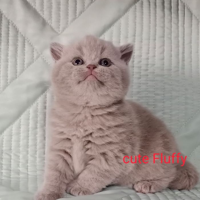 Британские котята