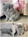 Pui pisica british shorthair