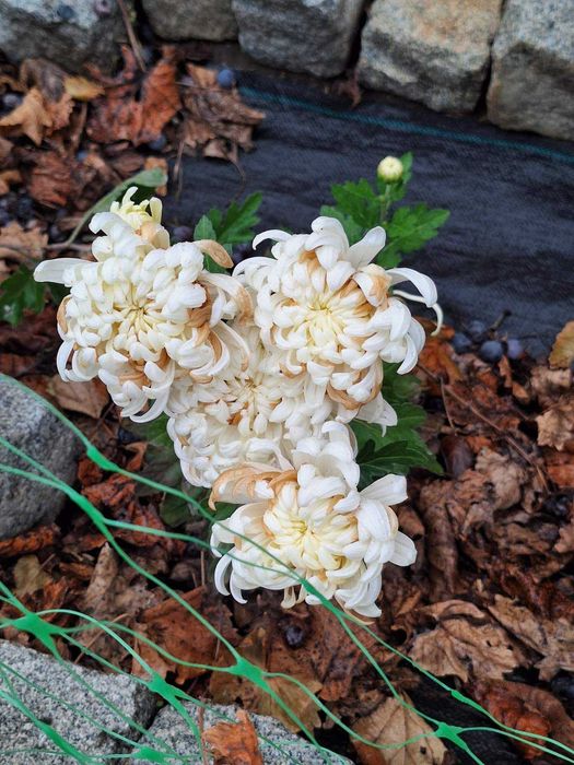 Преподаватель английского языка