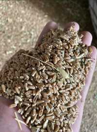 Пшеница, Ячмень в продаже