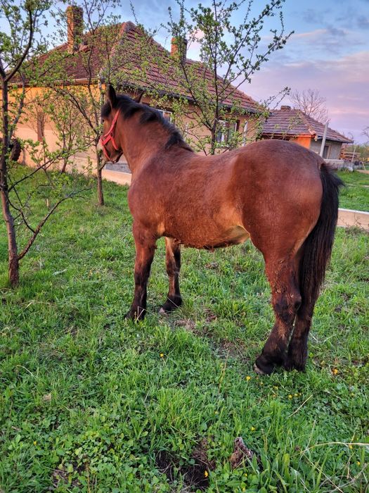 Vând mânză de rasă