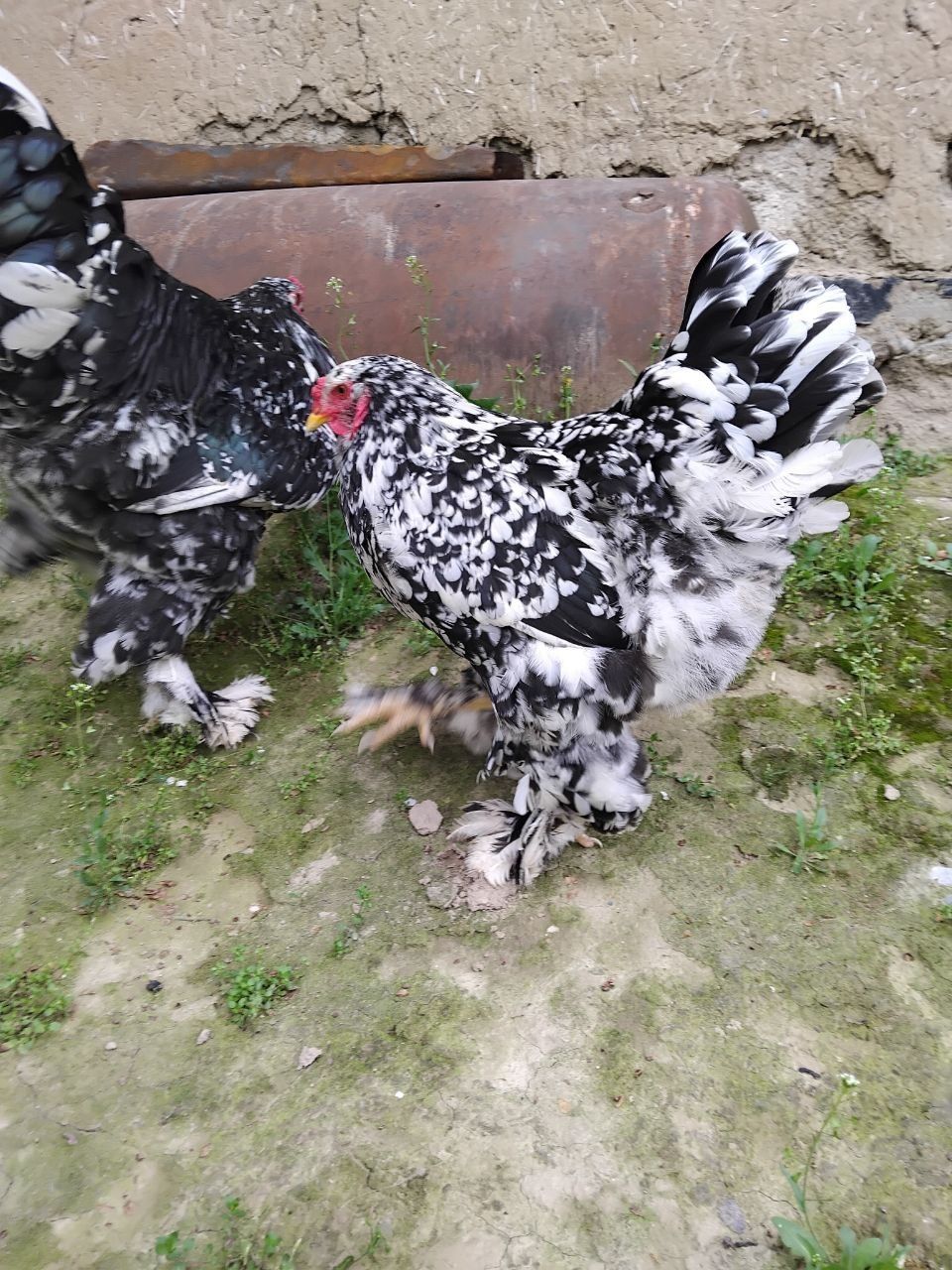 Bramma Xo'roz va tovuq
