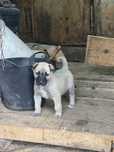 Pui kangal ciobanesc