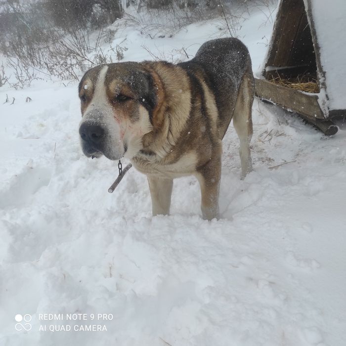 Алабай на 2 години