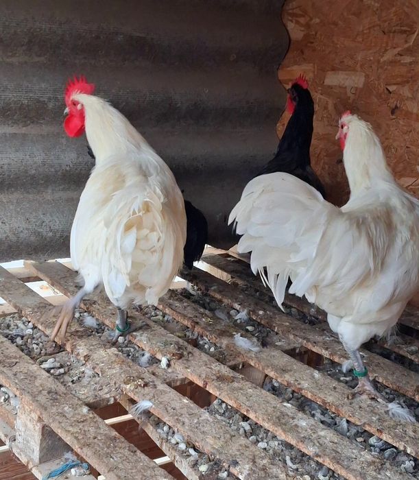 Pereche de gaini Australorp