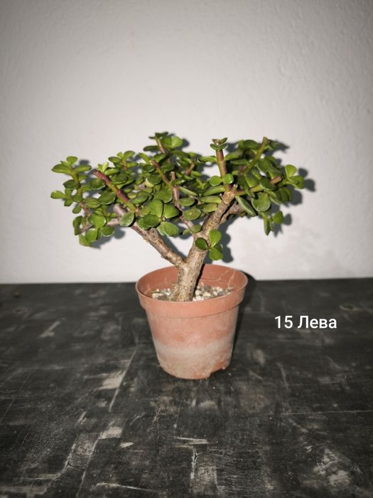 Портулакария Афра