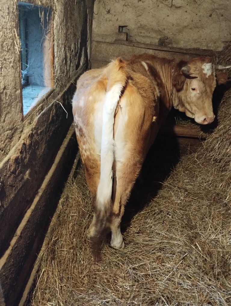 Vând vacă bălțată românească
