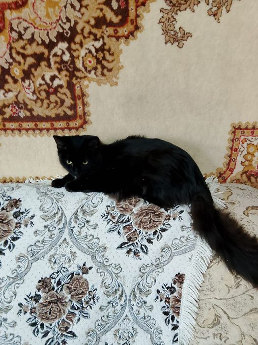 Шикарная молодая кошечка ищет дом!