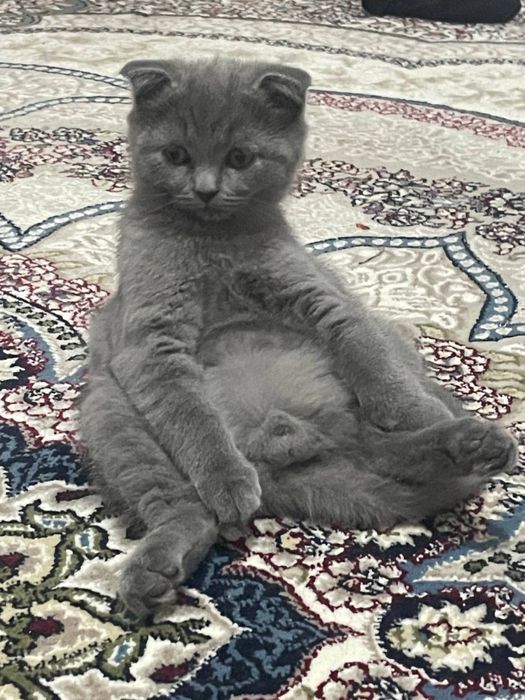 Skotish fold toza zot 2 oylik