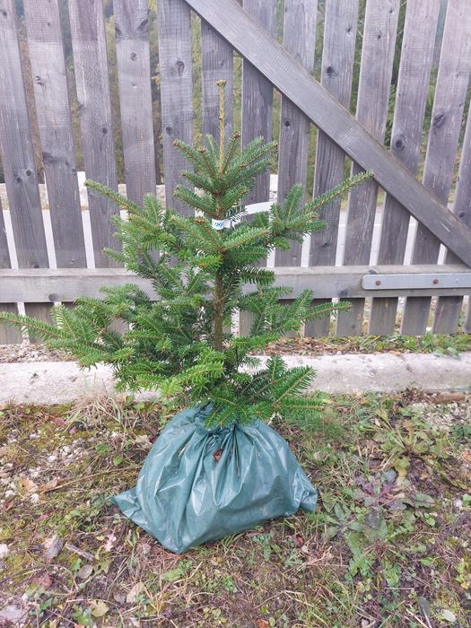 Brazi Abies fraseri cu balot de pamant- calibru 60-80 cm