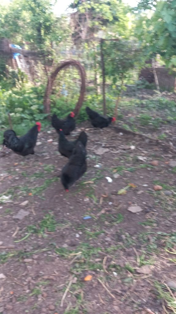 Găini australorp negru