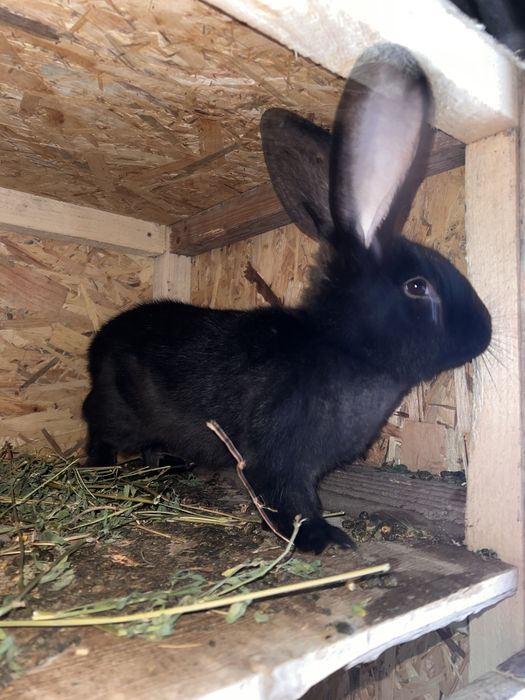 Iepuroaica metisi uriasi german