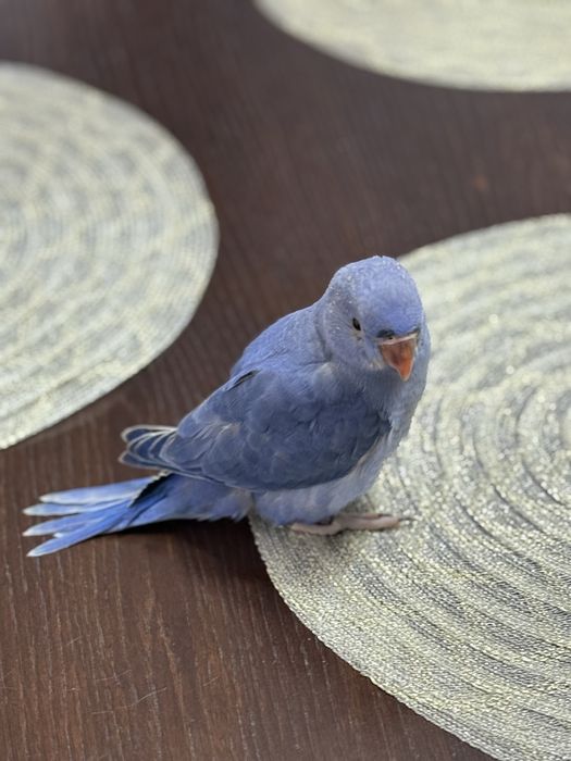 Papagali vorbitori micul alexandru puiuti blanzi micul alexander