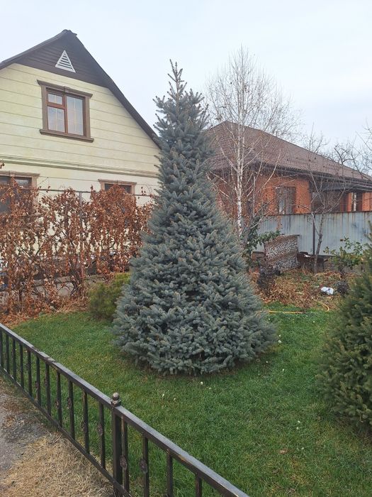 Живые елки разная цена