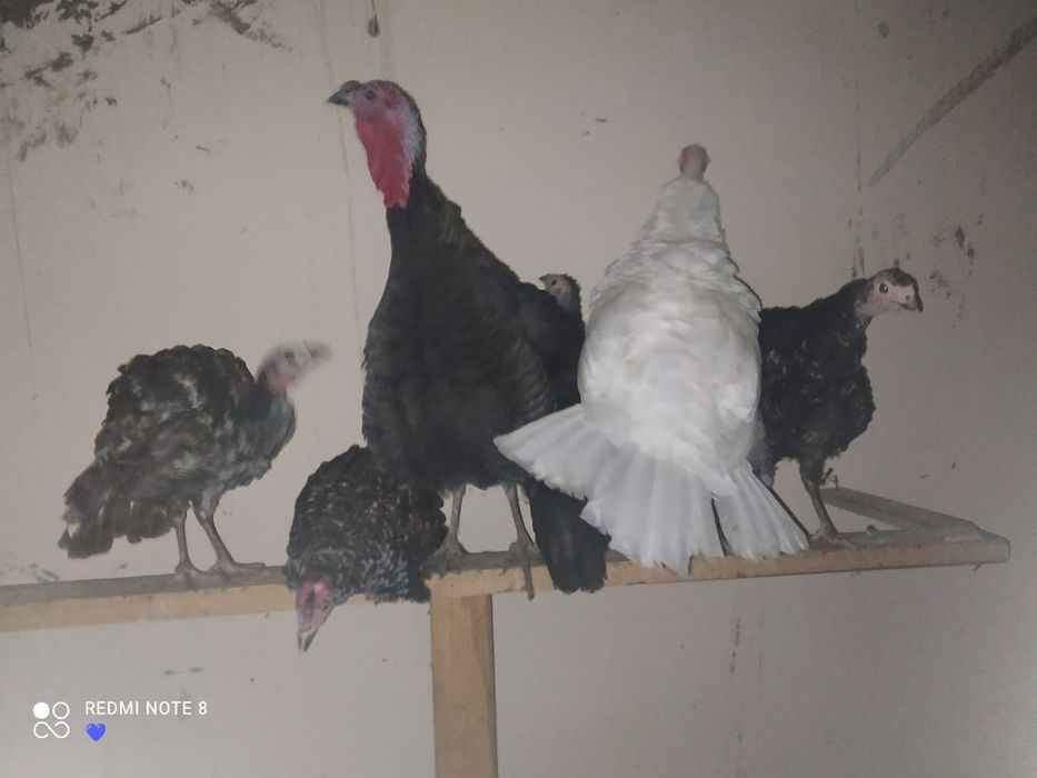 Индюк сатылады балапаны 4 шт 10000