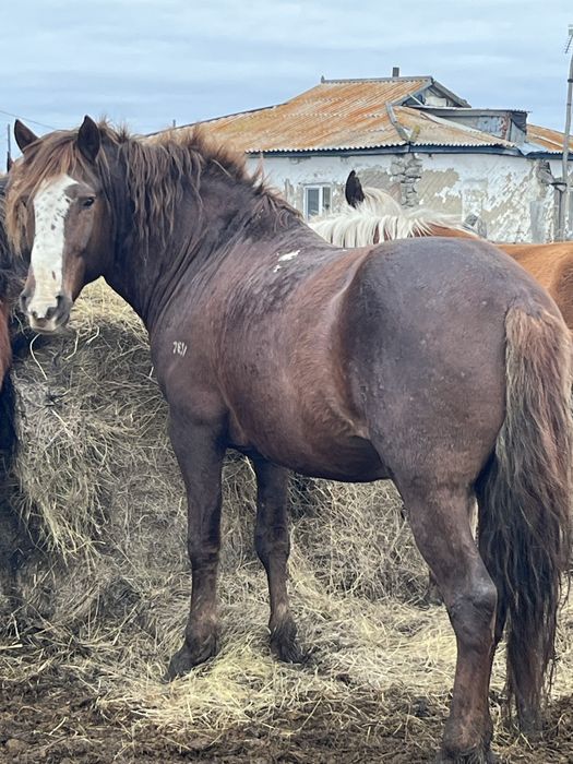 Жеребец на племя