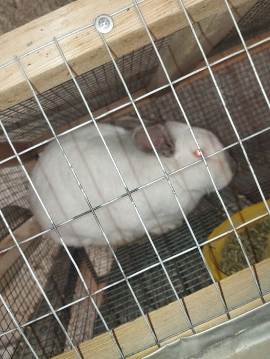 Quyon sotiladi erkak semiz zotka tezz Kaliforniya 250.000 soʻm