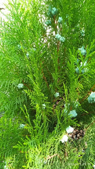 Туя арча сотилади