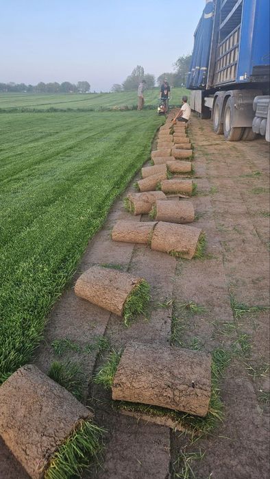 Tirik Rulon Gazon Toshkent - Живой газон цена Ташкент Uzb Gazonlar.Uz