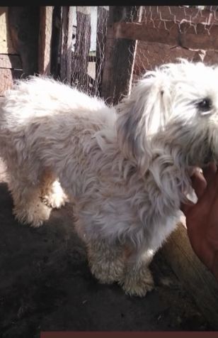 cățea Bichon Maltese