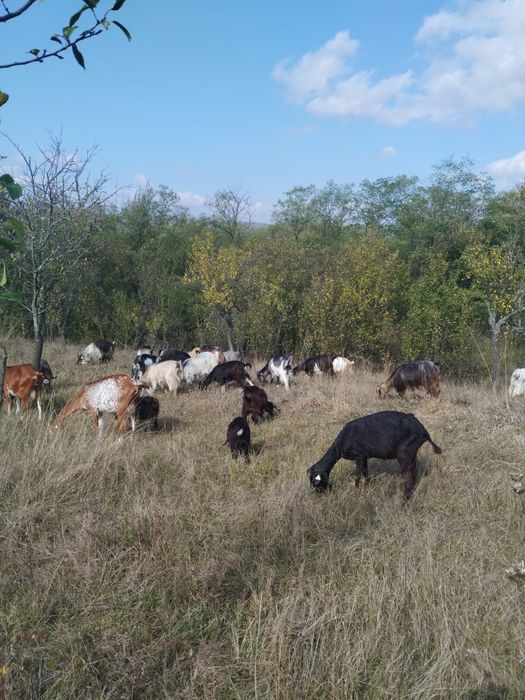 vand capre cu o fatare