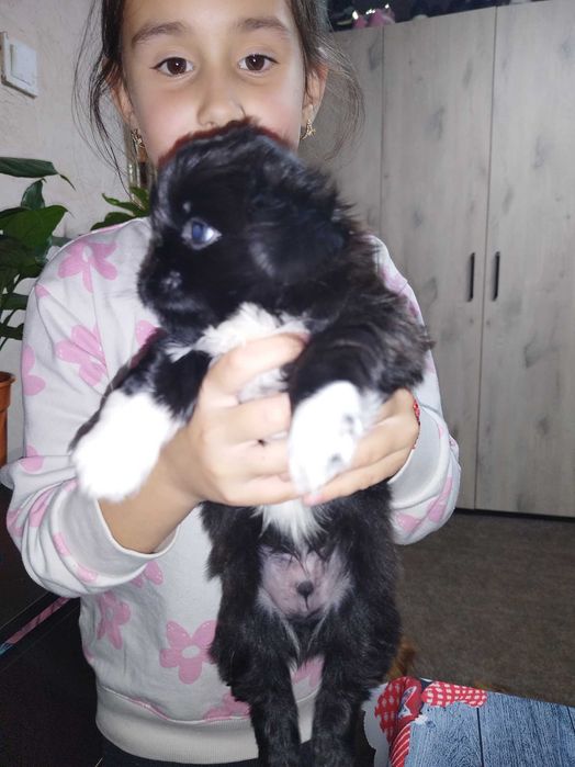 Мини пекинези!!!