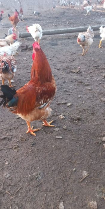 Pui~gaini~cocoși~rate