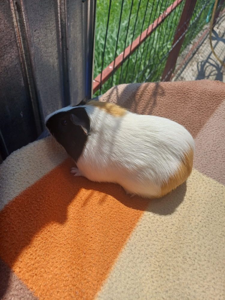 Donez porcusor de guineea