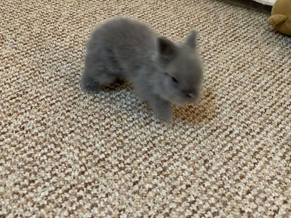 Декоративни зайчета