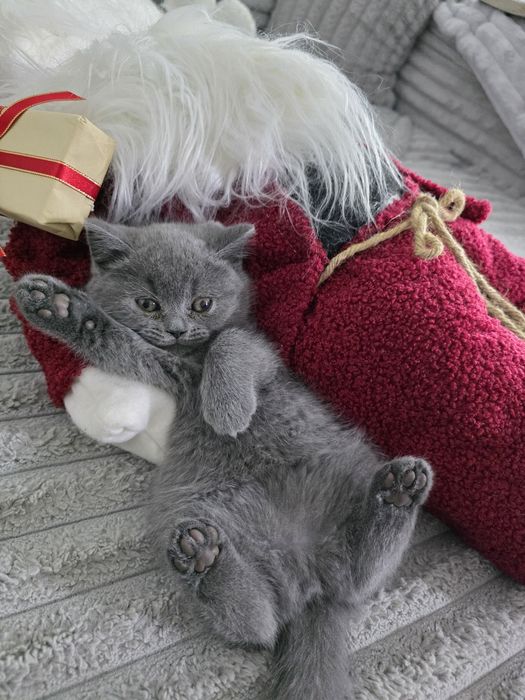 British shorthair rasă pură