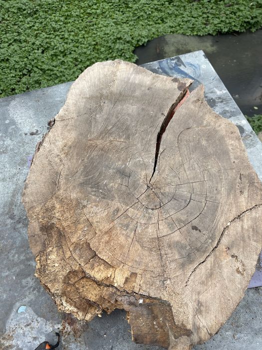 Rondele nuc uscate - blat